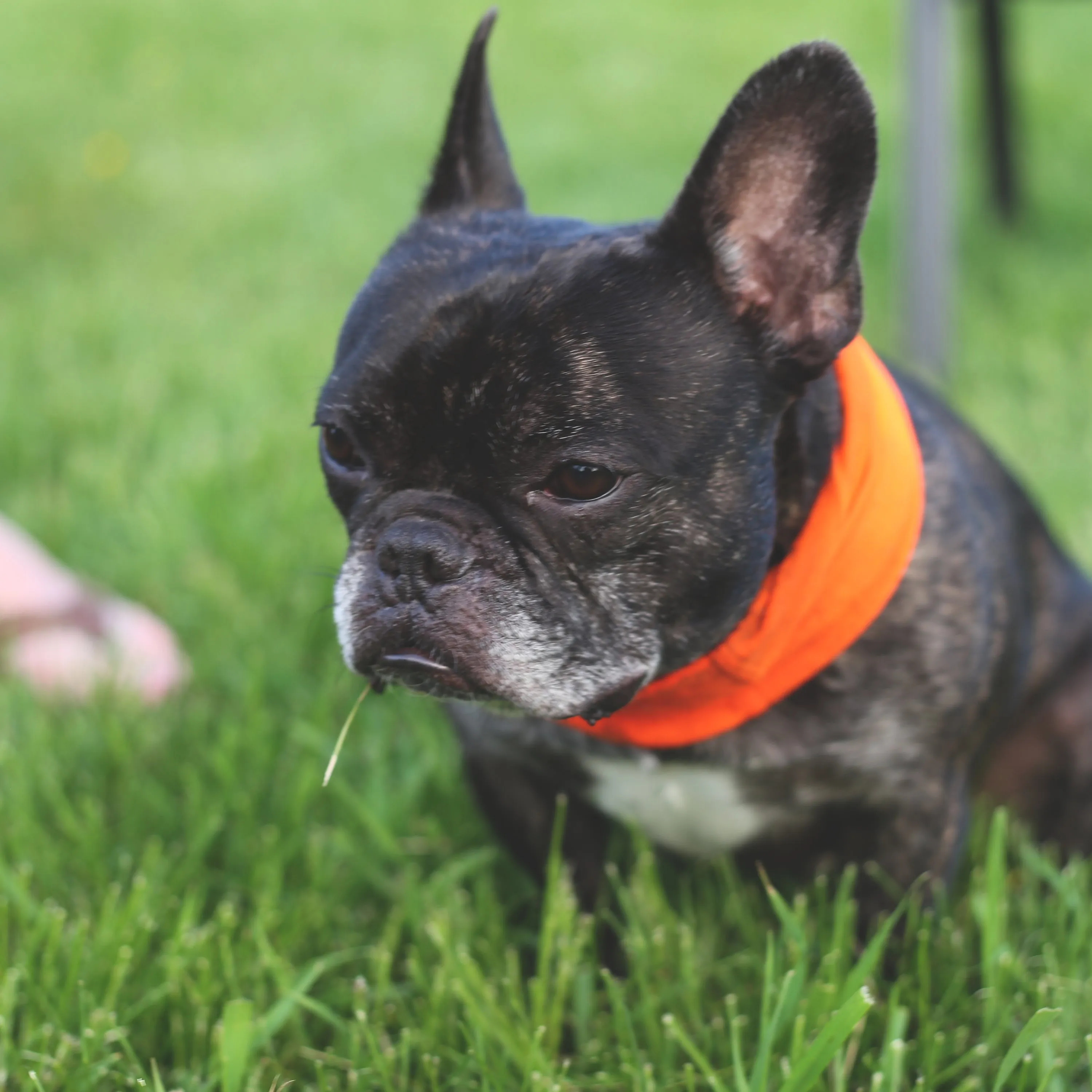 Good Dog Bandana