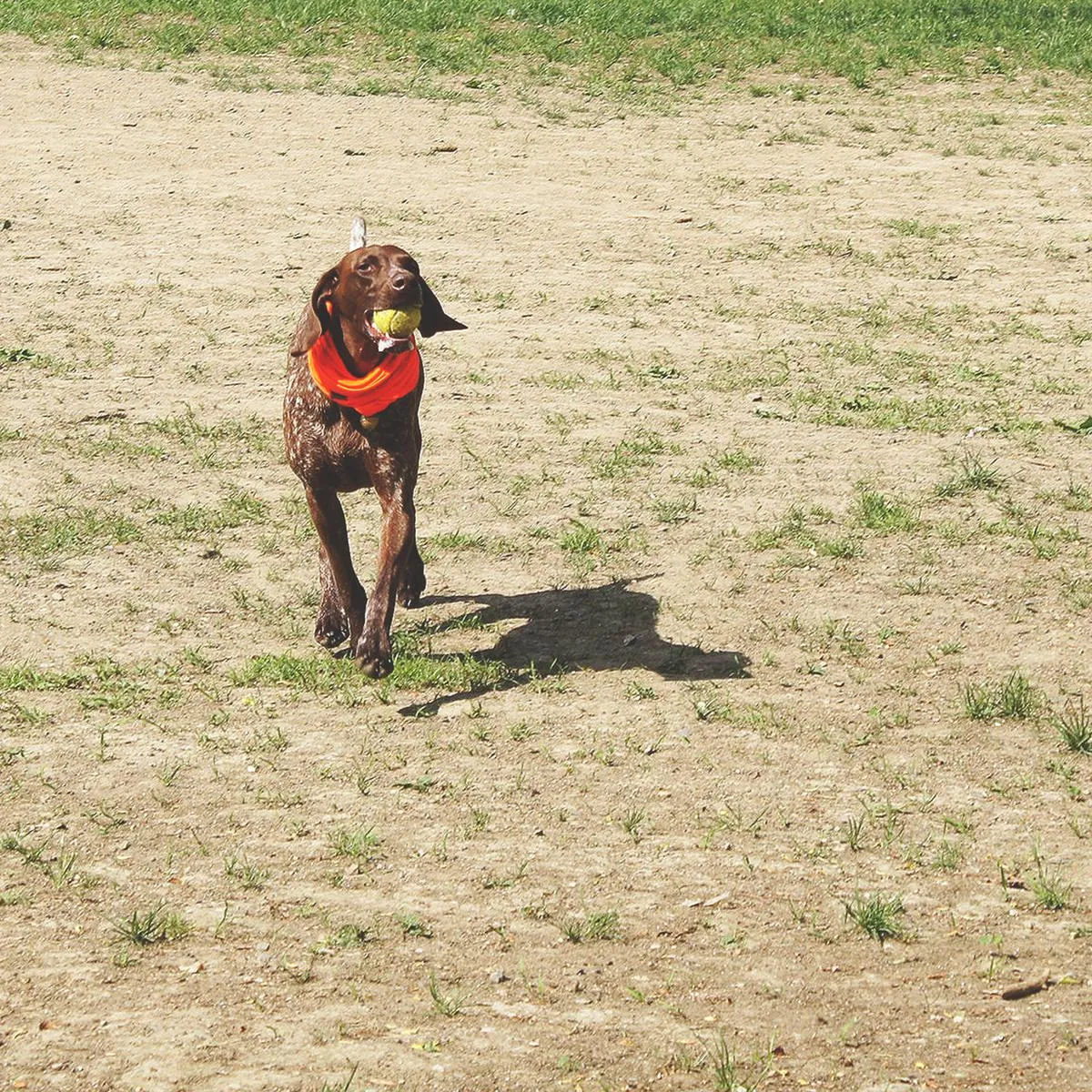 Good Dog Bandana